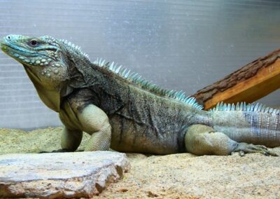 Cyclura lewisi