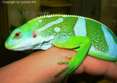 Brachylophus bulabula Fiji spotted Männchen