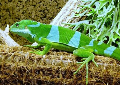 Brachylophus fasciatus Fiji blue Männchen