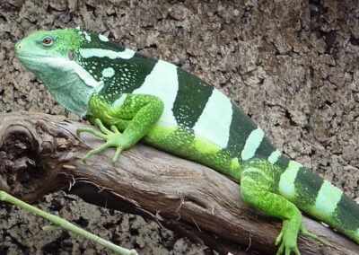 Brachylophus bulabula Fiji normale Männchen