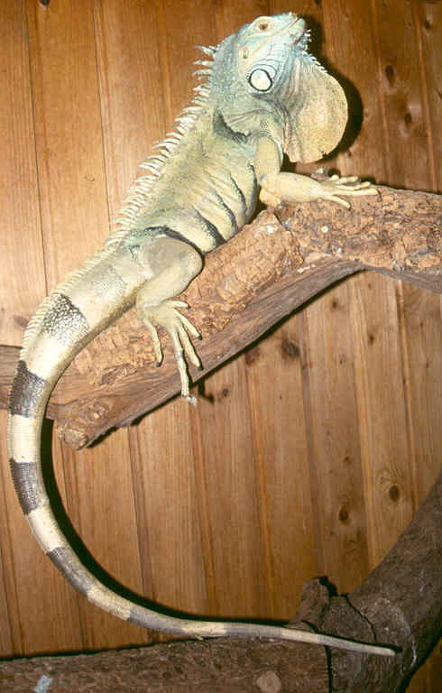 Iguana Iguana Männchen