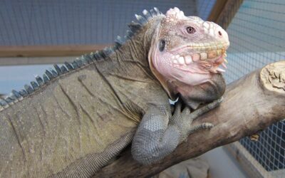 Haltung und Zucht des Antillen Leguan, Iguana delicatissima