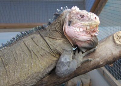 Iguana delicatissima Männchen