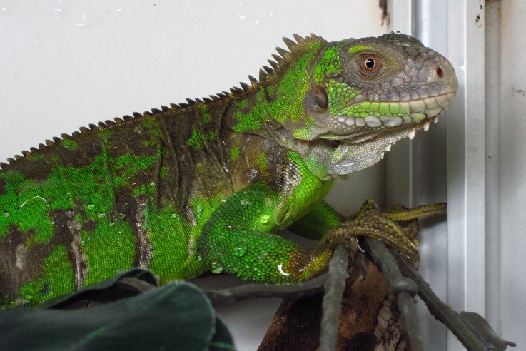Iguana delicatissima erwachsenes Tier