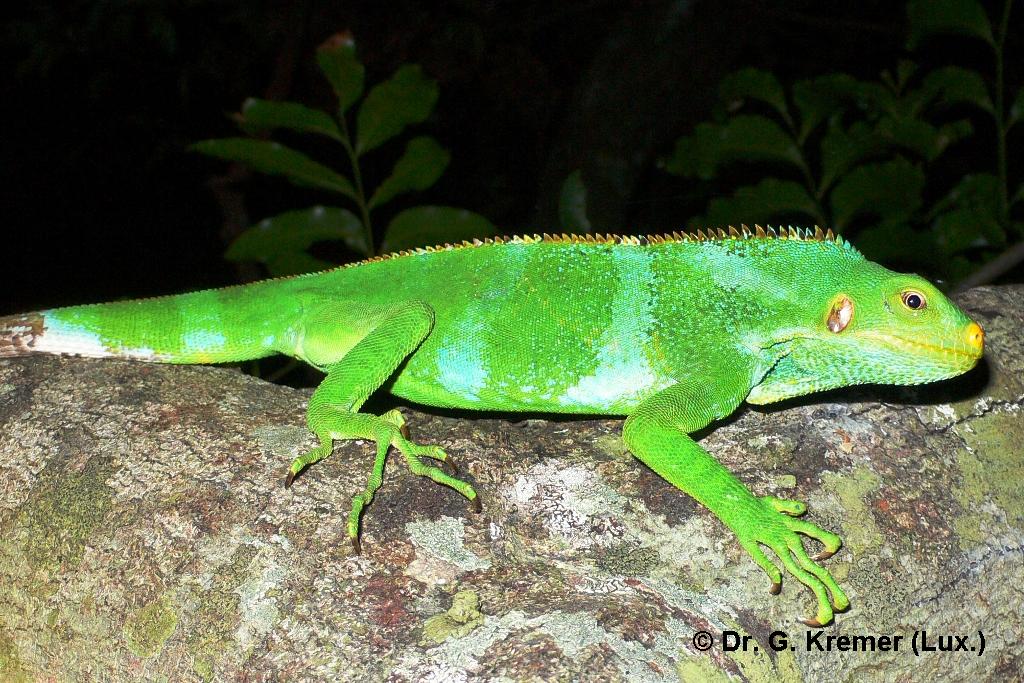 Brachylophus vitiensis