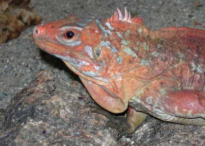 Cyclura rileyi