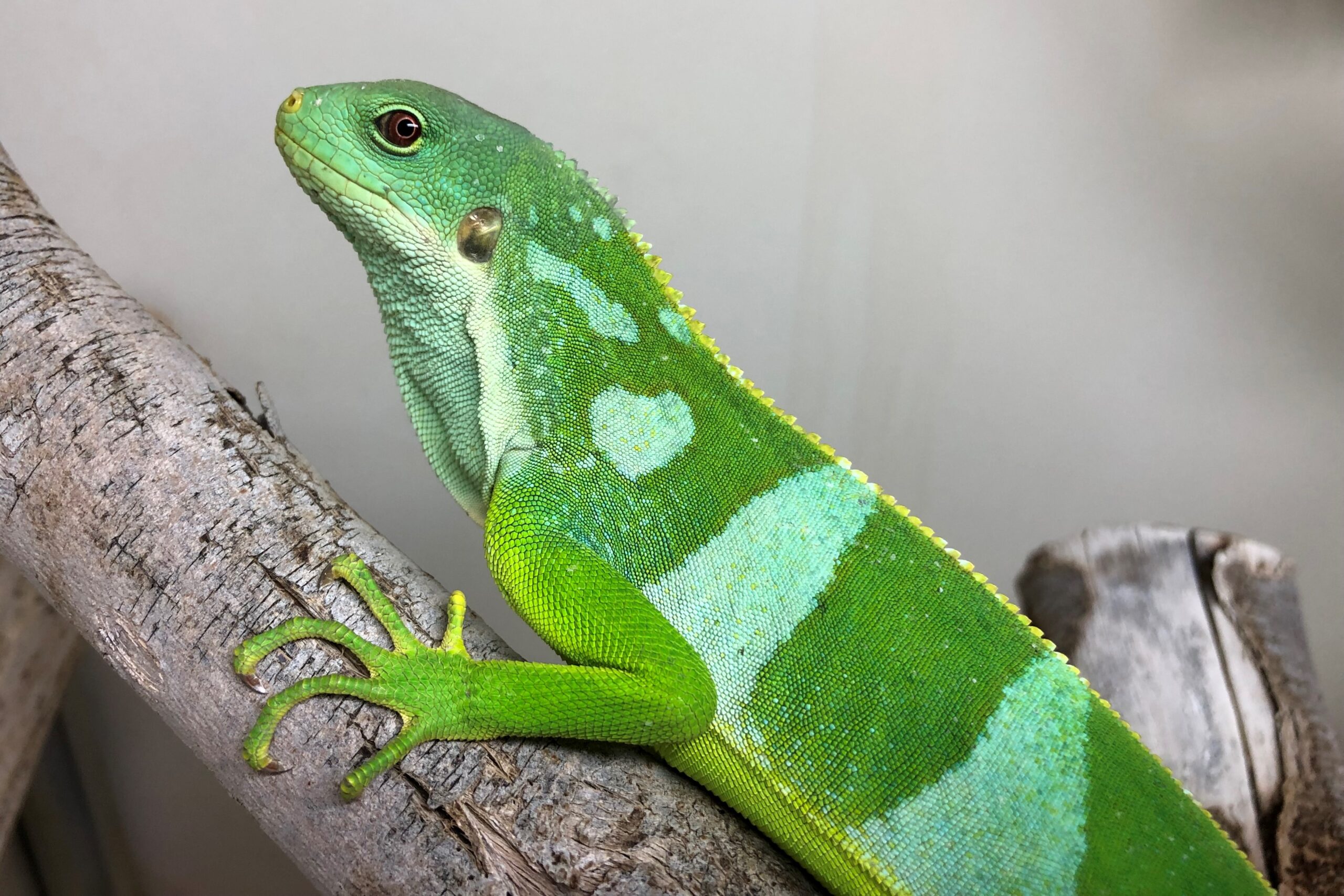 Fiji Iguana