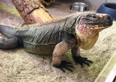 Cyclura cychlura figginsi